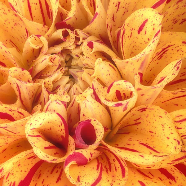 Jaune avec des pétales de fleurs à bande rouge, gros plan et macro de chrysanthème, beau fond abstrait — Photo