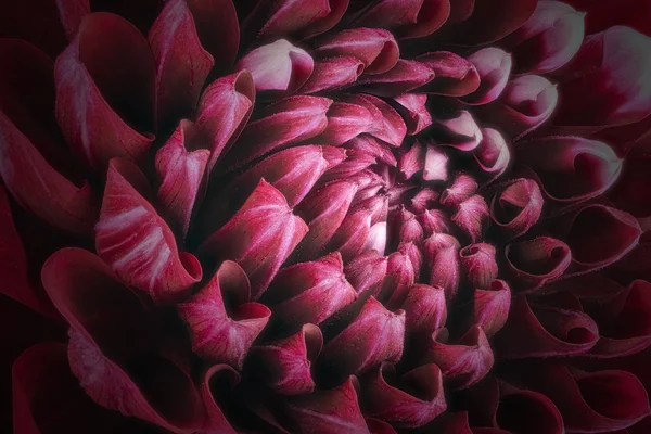 Pétales de fleur rouge foncé, gros plan et macro de chrysanthème, beau fond abstrait — Photo