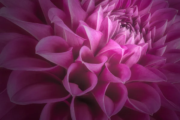 Pétales de fleurs pourpres, gros plan et macro de chrysanthème, beau fond abstrait — Photo