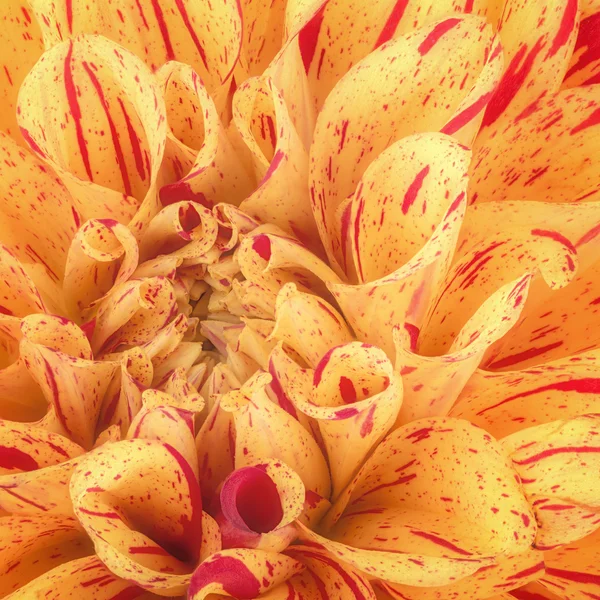Jaune avec des pétales de fleurs à bande rouge, gros plan et macro de chrysanthème, beau fond abstrait — Photo