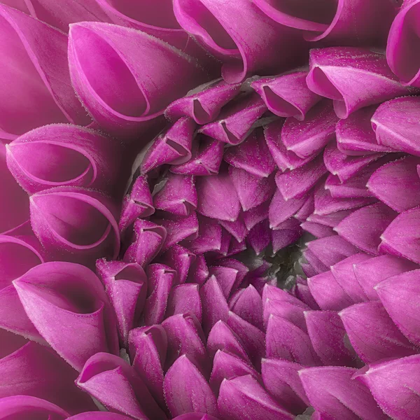 Pétales de fleurs pourpres, macro de chrysanthème — Photo