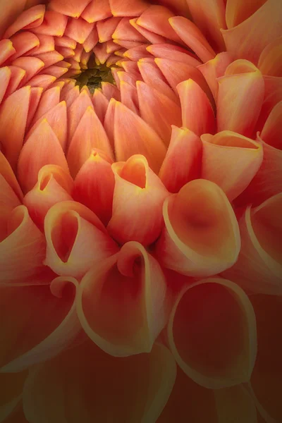 Pétales de fleurs orange, macro de chrysanthème — Photo