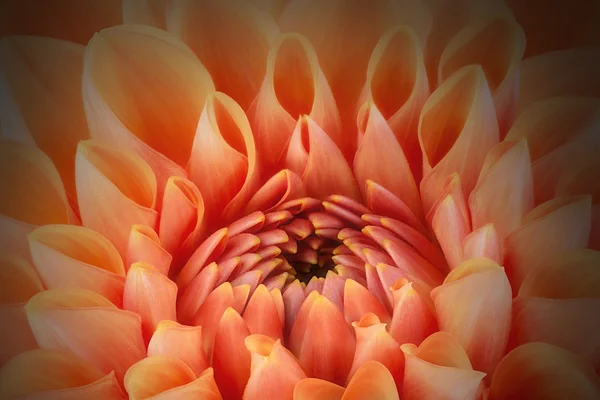 Pétales de fleur orange, gros plan et macro de chrysanthème, beau fond abstrait — Photo