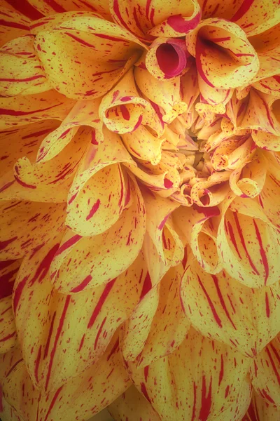 Желтый с красной полосой лепестки цветов, закрыть и макрос хризантемы, красивый абстрактный фон — стоковое фото