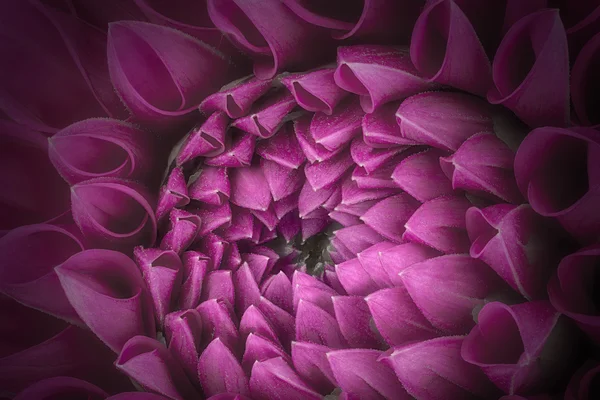 Pétales de fleurs pourpres, gros plan et macro de chrysanthème, beau fond abstrait — Photo