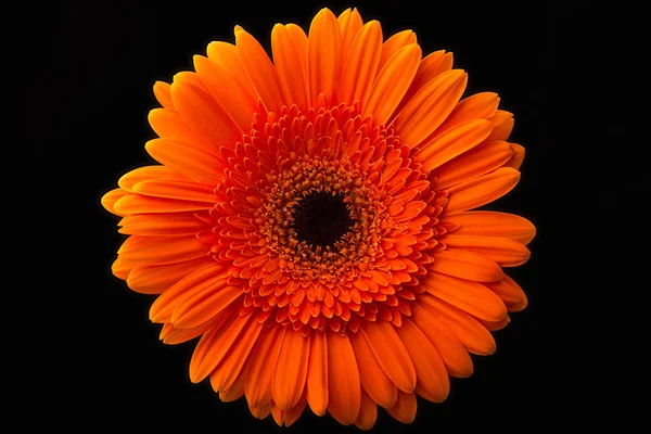 Oranžová gerbera nať je izolována na černém pozadí — Stock fotografie