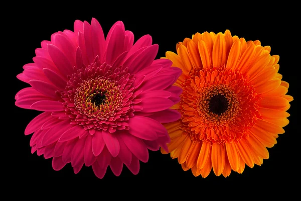 Siyah arka plan üzerine izole kök ile pembe ve turuncu gerbera — Stok fotoğraf