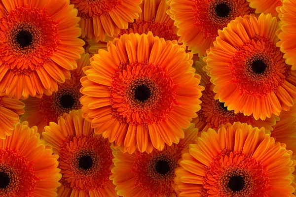 Orange Gerbera mit Stiel isoliert auf schwarzem Hintergrund — Stockfoto