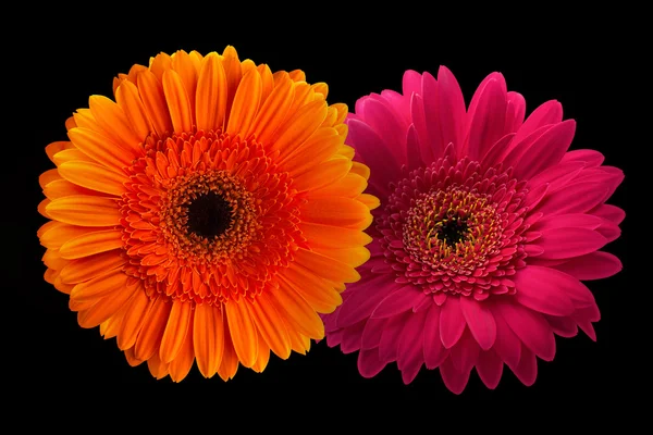 黒い背景に分離された茎にピンクとオレンジのガーベラ — ストック写真