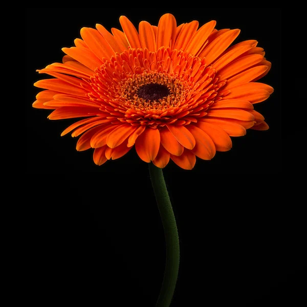 橙色非洲菊与孤立在黑色背景上的干 — 图库照片