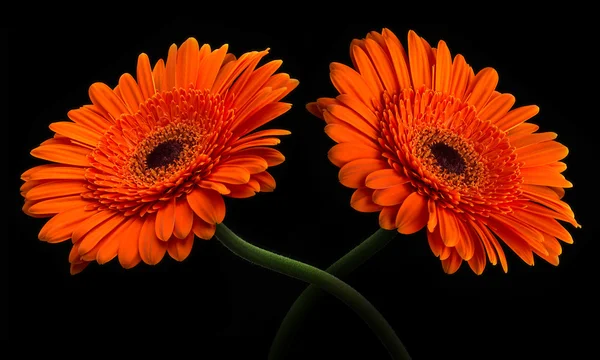 橙色非洲菊与干上黑色孤立 — 图库照片