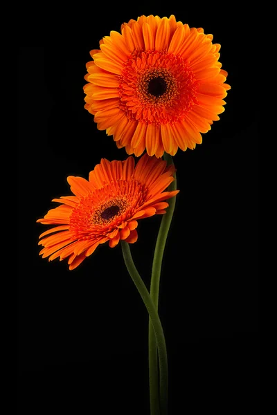 橙色非洲菊与孤立在黑色背景上的干 — 图库照片