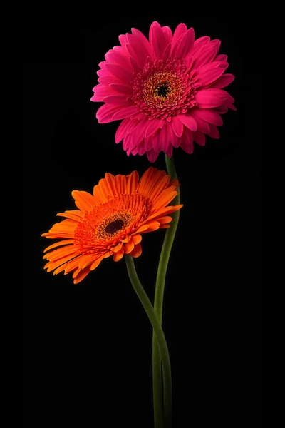 Pink and orange gerbera with stem isolated on black background