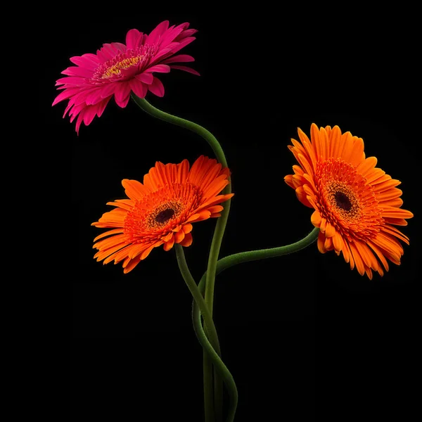 与干孤立在黑色背景上的粉色和橙色非洲菊 — 图库照片