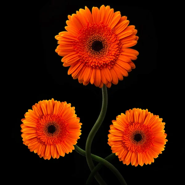 Oranje gerbera met stam geïsoleerd op zwarte achtergrond — Stockfoto