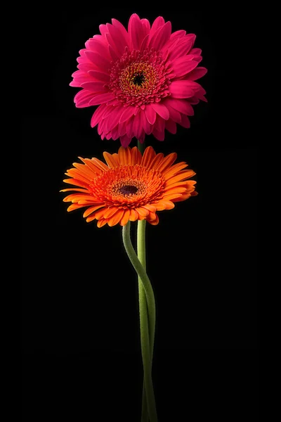 与干孤立在黑色背景上的粉色和橙色非洲菊 — 图库照片