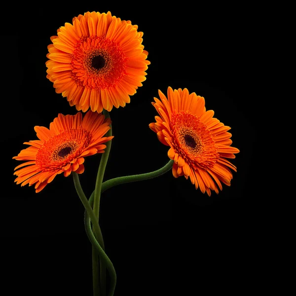 黒の背景に分離された茎とオレンジのガーベラ — ストック写真