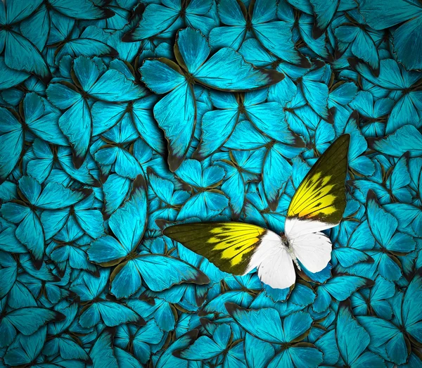 Schöner Schmetterling Hintergrund — Stockfoto