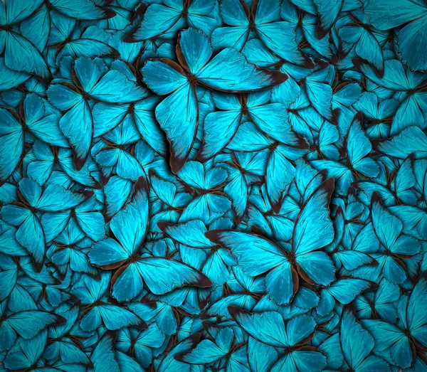 Hermoso fondo de mariposa —  Fotos de Stock