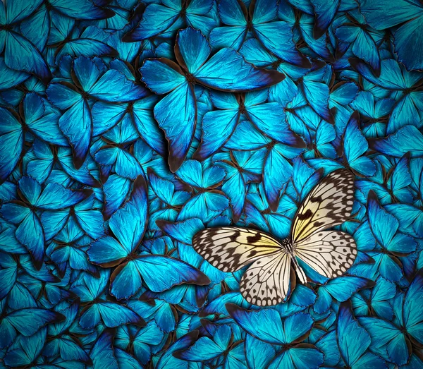 Bela borboleta fundo — Fotografia de Stock