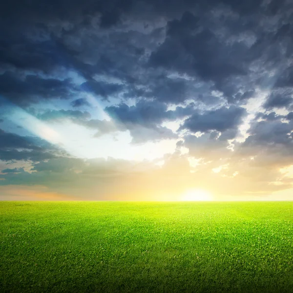 Field of green grass and sky — Stock Photo, Image