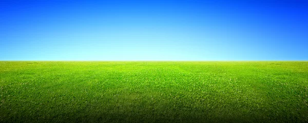Поле зеленої трави і неба — стокове фото