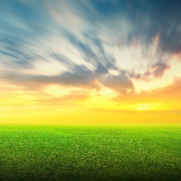 Feld aus grünem Gras und Himmel — Stockfoto