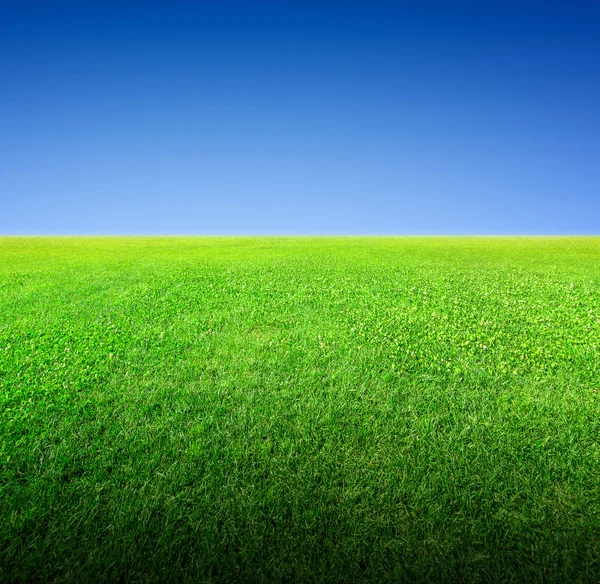 Field of green grass and sky — Stock Photo, Image