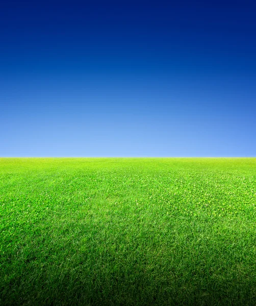 Feld aus grünem Gras und Himmel — Stockfoto