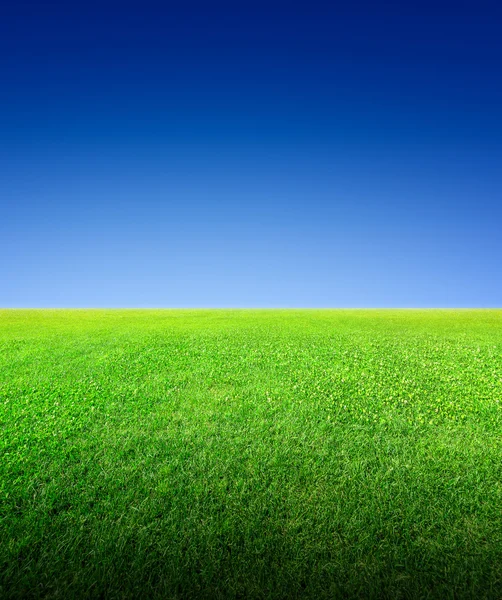 Field of green grass and sky — Stock Photo, Image