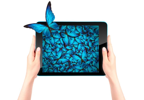 Tablet bilgisayarınızdan dışarı uçan kelebek — Stok fotoğraf