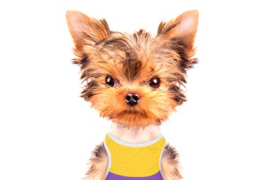 turist köpek