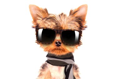 bir shades giyen köpek ve eşarp