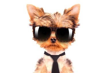 bir dil ve shades giyen köpek