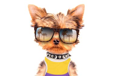 turist köpek