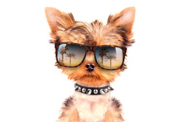 turist köpek