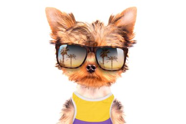 turist köpek