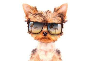 turist köpek