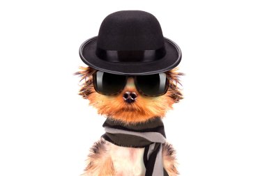 Kış köpek şapka ve atkı