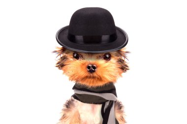 Kış köpek şapka ve atkı