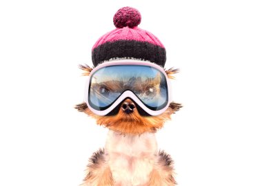 kayakçı giyinmiş köpek