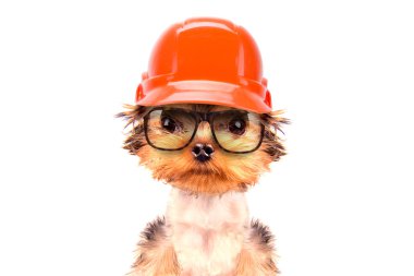 köpek üreticisi olarak giyinmiş