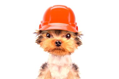 köpek üreticisi olarak giyinmiş