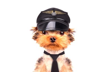 köpek giyinmiş olarak pilot