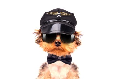 köpek giyinmiş olarak pilot
