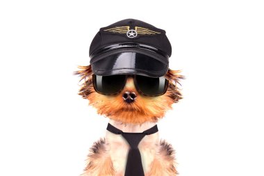 köpek giyinmiş olarak pilot