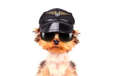 köpek giyinmiş olarak pilot