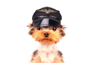 köpek giyinmiş olarak pilot