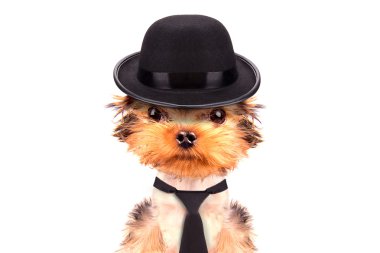Mafia gangster olarak giyinmiş köpek