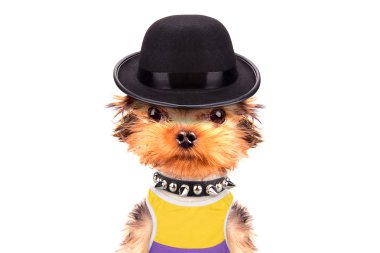 Mafia gangster olarak giyinmiş köpek